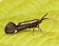 28.019 BF649 Esperia sulphurella