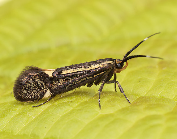 28.019 BF649 Esperia sulphurella