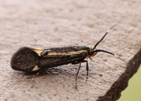 28.019 BF649 Esperia sulphurella