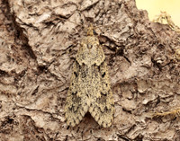 29.001 BF663 Diurnea fagella