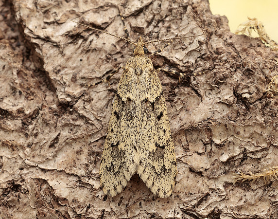 29.001 BF663 Diurnea fagella