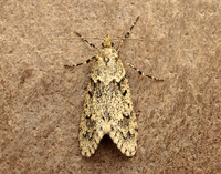 29.001 BF663 Diurnea fagella