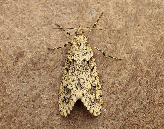 29.001 BF663 Diurnea fagella