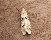 29.001 BF663 Diurnea fagella