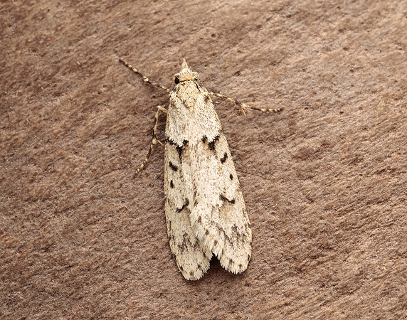 29.001 BF663 Diurnea fagella