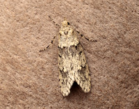29.001 BF663 Diurnea fagella