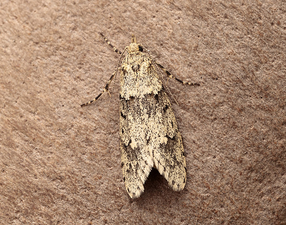 29.001 BF663 Diurnea fagella
