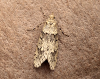 29.001 BF663 Diurnea fagella