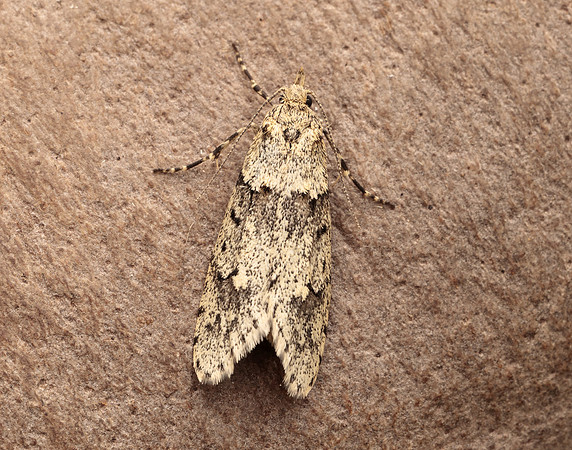 29.001 BF663 Diurnea fagella
