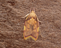 31.001 BF658 Carcina quercana