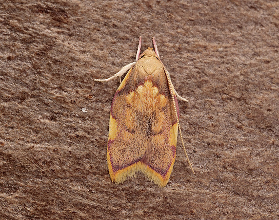 31.001 BF658 Carcina quercana