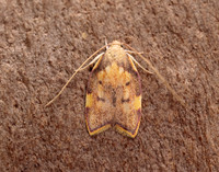31.001 BF658 Carcina quercana