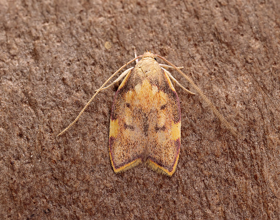 31.001 BF658 Carcina quercana
