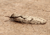 32.001 BF666 Semioscopis avellanella