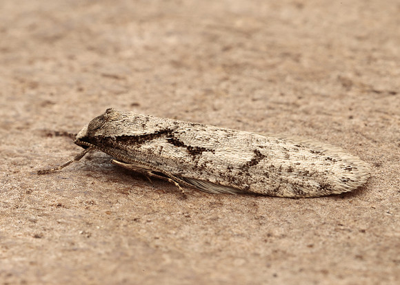 32.001 BF666 Semioscopis avellanella