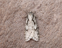 32.001 BF666 Semioscopis avellanella