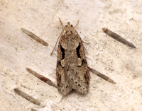 32.002 BF667 Semioscopis steinkellneriana