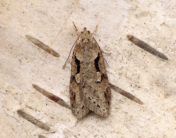 32.002 BF667 Semioscopis steinkellneriana