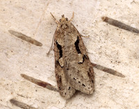 32.002 BF667 Semioscopis steinkellneriana