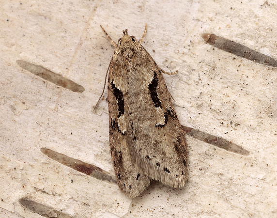 32.002 BF667 Semioscopis steinkellneriana