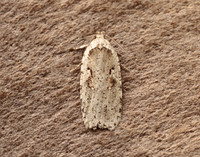 32.007 BF701 Agonopterix ocellana