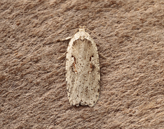 32.007 BF701 Agonopterix ocellana