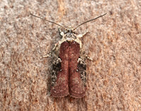 32.009 BF691 Agonopterix purpurea