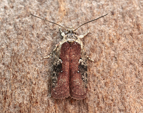32.009 BF691 Agonopterix purpurea