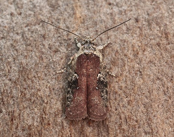 32.009 BF691 Agonopterix purpurea