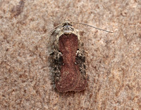 32.009 BF691 Agonopterix purpurea
