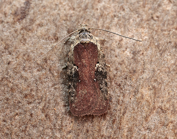 32.009 BF691 Agonopterix purpurea