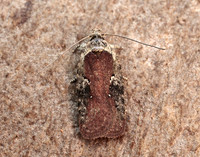 32.009 BF691 Agonopterix purpurea