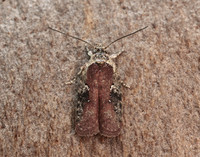 32.009 BF691 Agonopterix purpurea