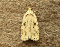 32.017 BF697 Agonopterix arenella