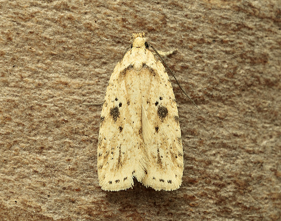 32.017 BF697 Agonopterix arenella