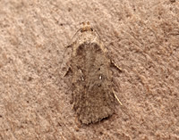 32.018 BF688 Agonopterix heracliana