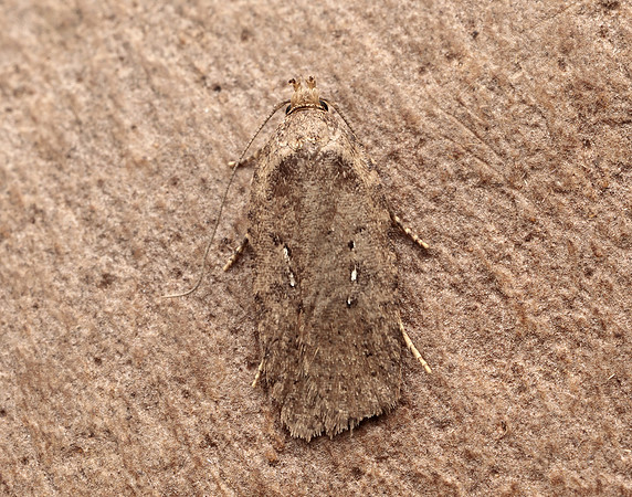 32.018 BF688 Agonopterix heracliana