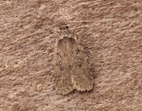 32.018 BF688 Agonopterix heracliana