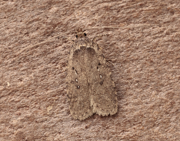 32.018 BF688 Agonopterix heracliana