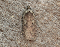 32.018 BF688 Agonopterix heracliana