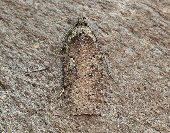 32.018 BF688 Agonopterix heracliana