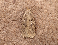 32.018 BF688 Agonopterix heracliana