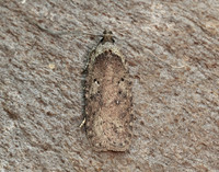 32.018 BF688 Agonopterix heracliana