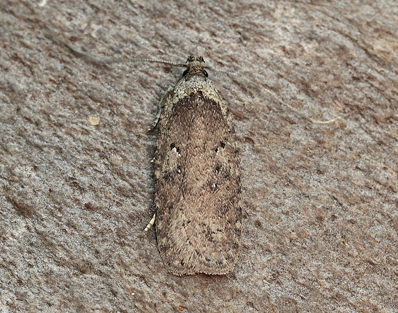 32.018 BF688 Agonopterix heracliana