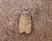 32.018 BF688 Agonopterix heracliana