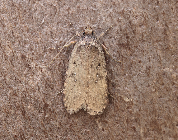 32.018 BF688 Agonopterix heracliana