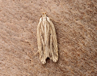 32.029 BF705 Agonopterix umbellana