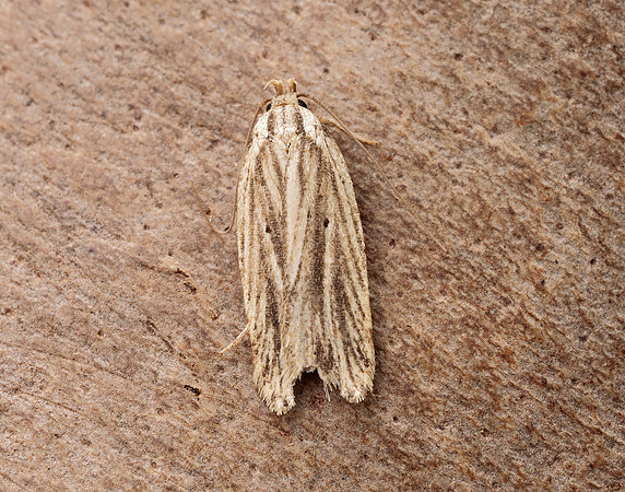 32.029 BF705 Agonopterix umbellana