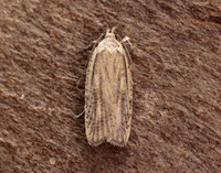 32.030 BF706 Agonopterix nervosa