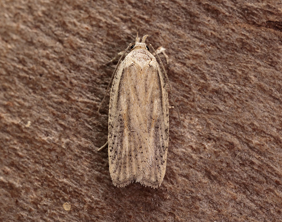 32.030 BF706 Agonopterix nervosa